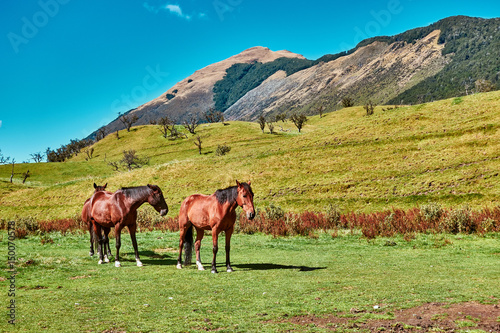 New Zealand wild horses © superjoseph