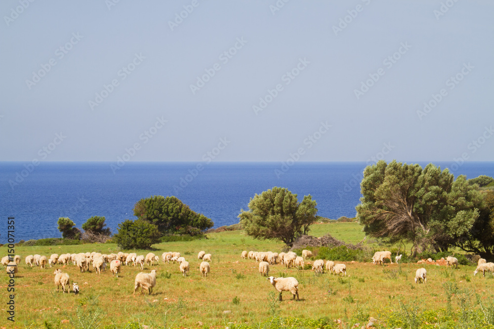 Obraz premium A flock of sheep grazing on a pasture near the sea on the isle of Crete, Greece
