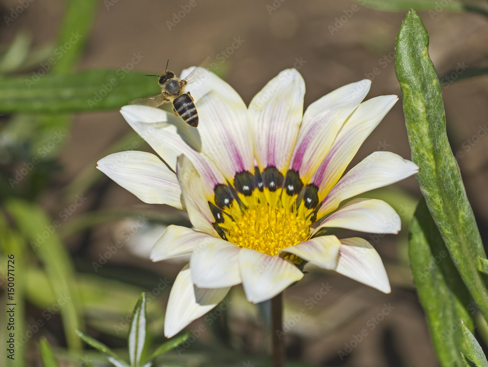 Honey bee collecting pollen on a white daisy flower Honey bee collecting pollen on a white daisy flower