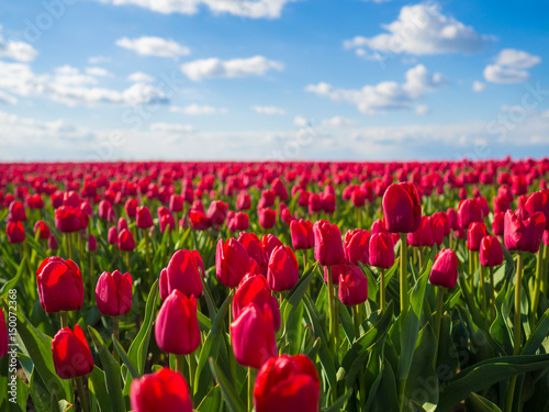 rote Tulpen auf Tulpenfeld im Frühling photo