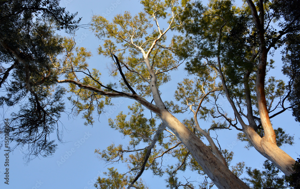 picture of trees of eucalyptus trees
