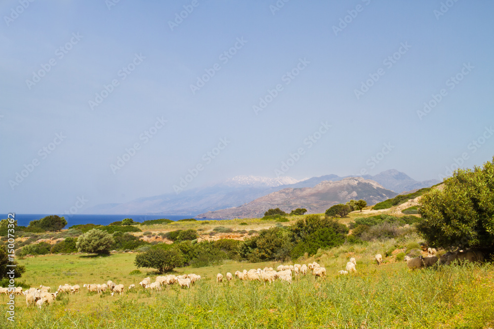 A flock of sheep grazing on a pasture near the sea on the isle of Crete, Greece. In the background snow covered mountains.