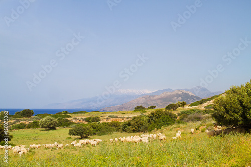 A flock of sheep grazing on a pasture near the sea on the isle of Crete  Greece. In the background snow covered mountains.