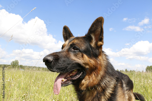 Dog german shepherd in grass