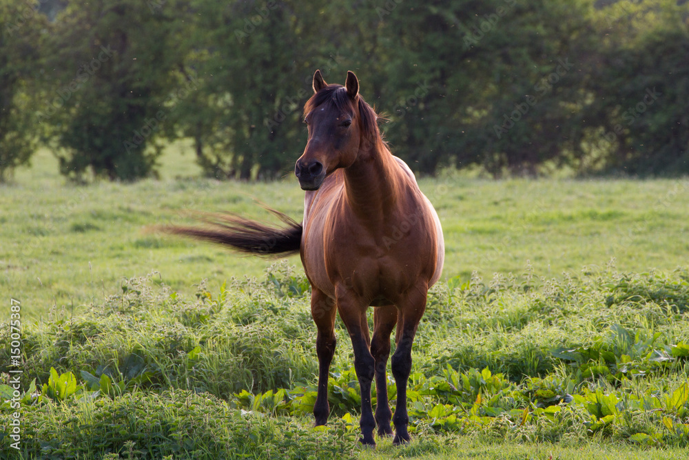 Beautiful Brown Horse stood in rural field Beautiful Brown Horse stood in rural field