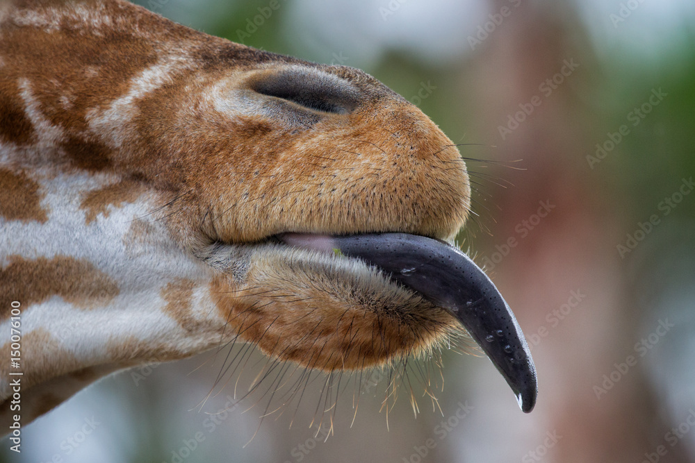Obraz premium Giraffe