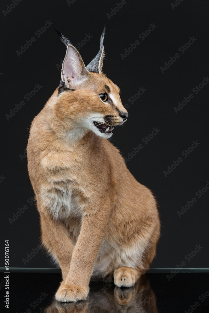Beautiful caracal lynx over black background