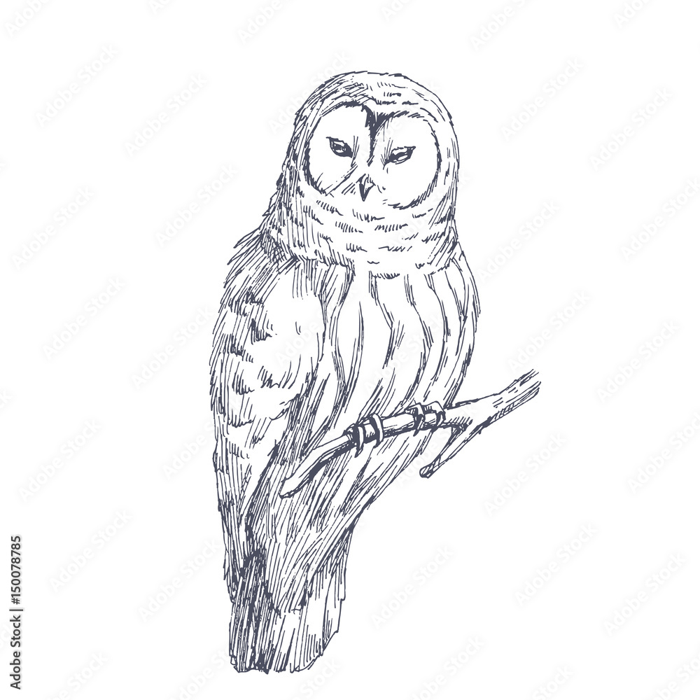 Naklejka premium Owl sketch. Vector biological hand drawn illustration of wild bird isolated on white.