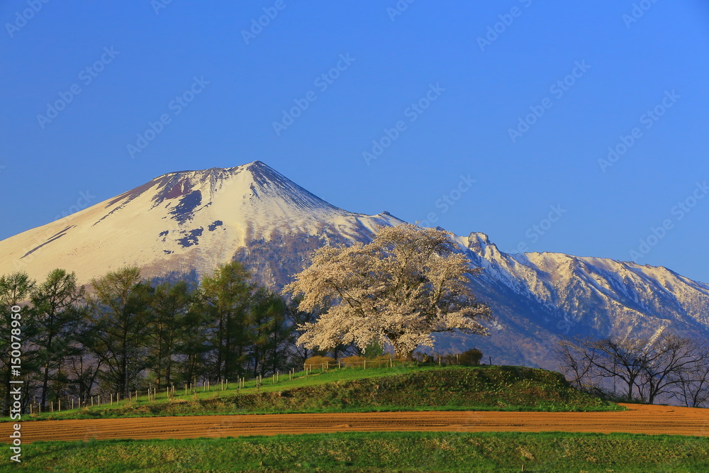 Naklejka premium 為内の一本桜