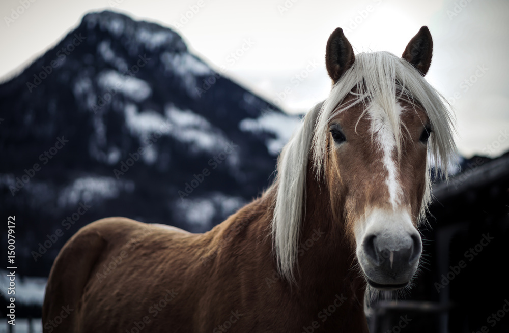 Fototapeta premium Horse in front of Mountains in Winter