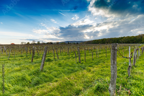 Rows of vineyards