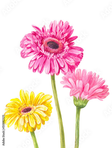 Fotografie, Tablou Three different colored gerbera isolated on white