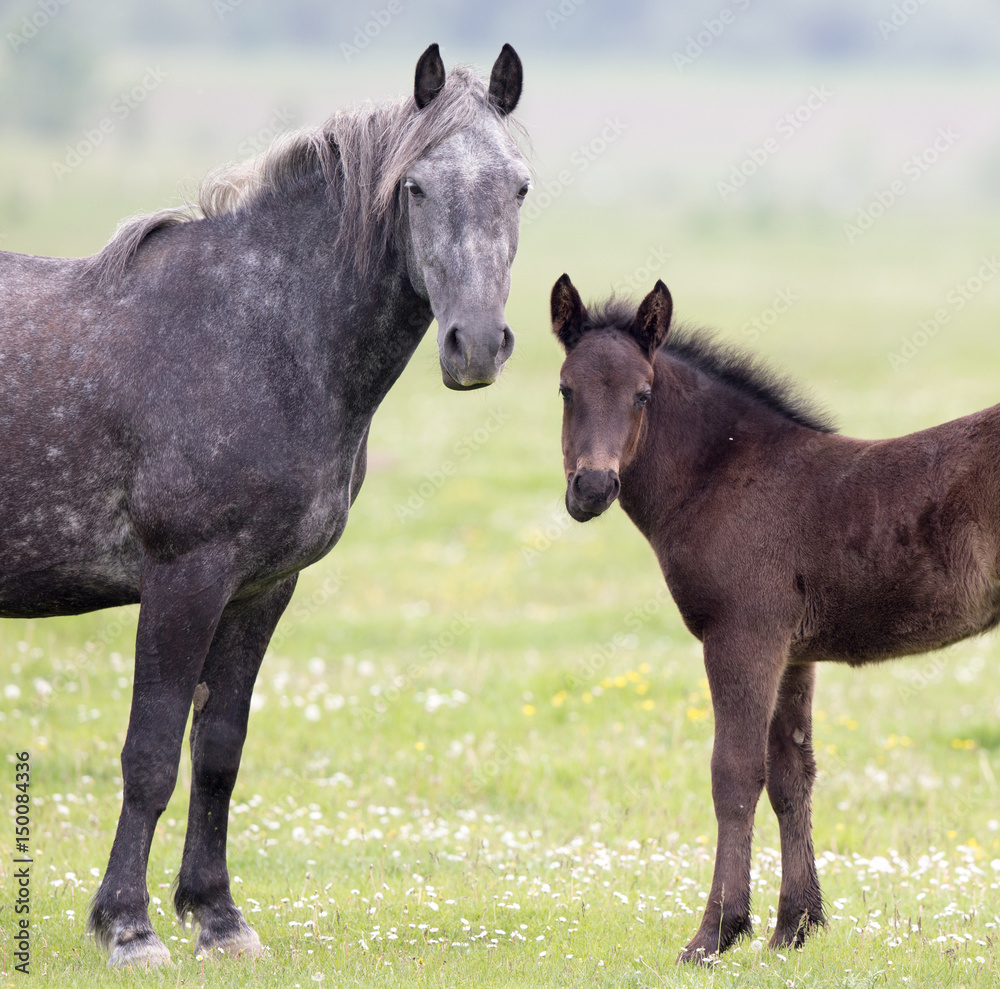 Mae and foal