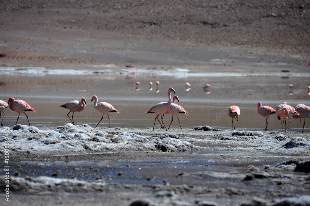 Fototapeta premium Bolivia - Salar d'Uyuni