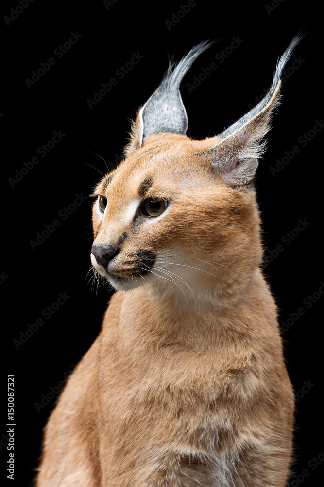 Fototapeta premium Beautiful caracal lynx over black background
