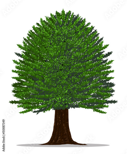 Tree vector by hand drawing.Yew tree on white background.