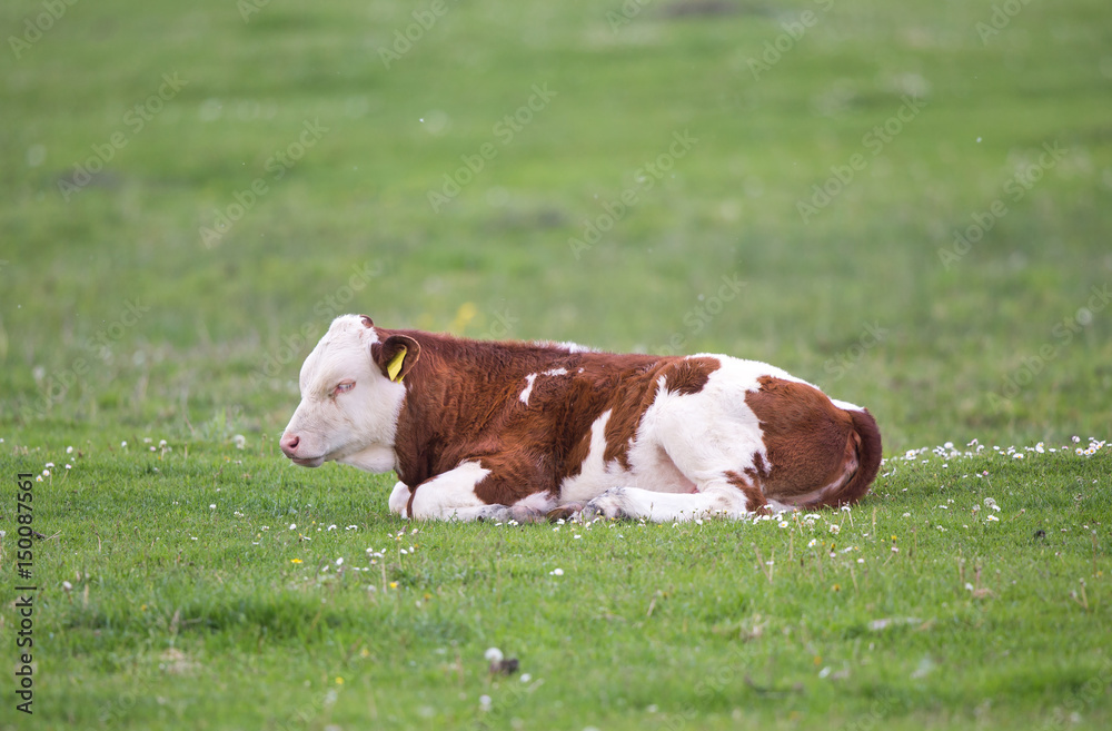 Calf lying on meadow