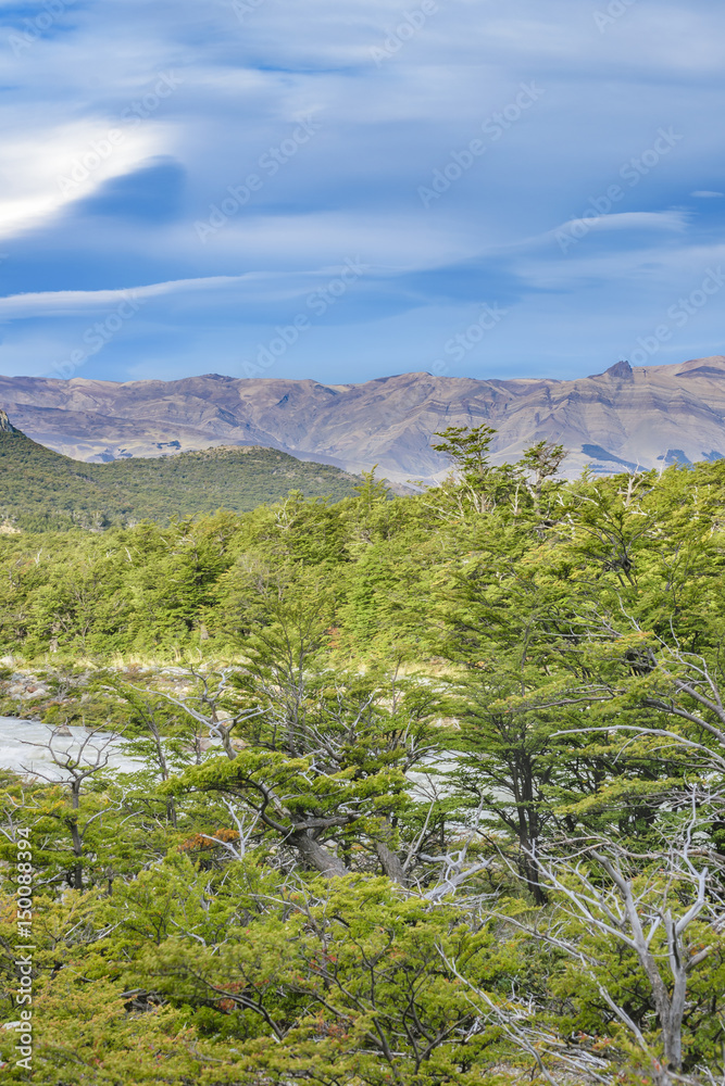 Forest Landscape Scene, Patagonia Argentina