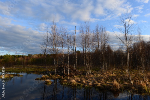 Forest river wild terrain with beaver houses on a spring evening