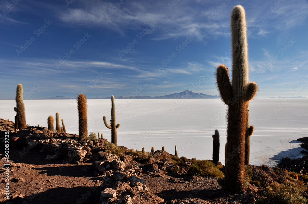 Bolivia - Salar d'Uyuni the salar island Incahuasi Bolivia - Salar d'Uyuni the salar island Incahuasi