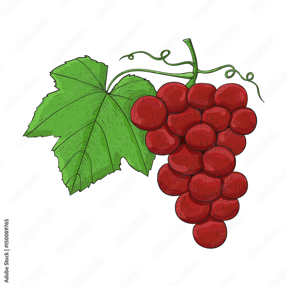 Fototapeta premium Grapes. Colored hand drawn sketch