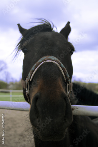 Curious horse