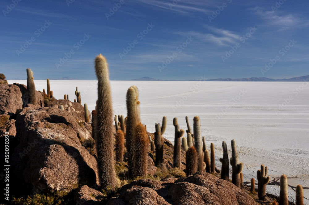 Bolivia - Salar d'Uyuni the salar island Incahuasi Bolivia - Salar d'Uyuni the salar island Incahuasi