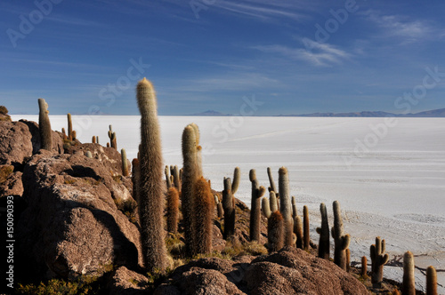 Bolivia - Salar d Uyuni the salar island Incahuasi