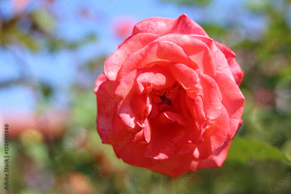 Obraz premium Red Rose
