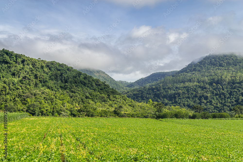 Soy plantation and forest