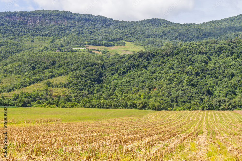 Forest and Corn plantation