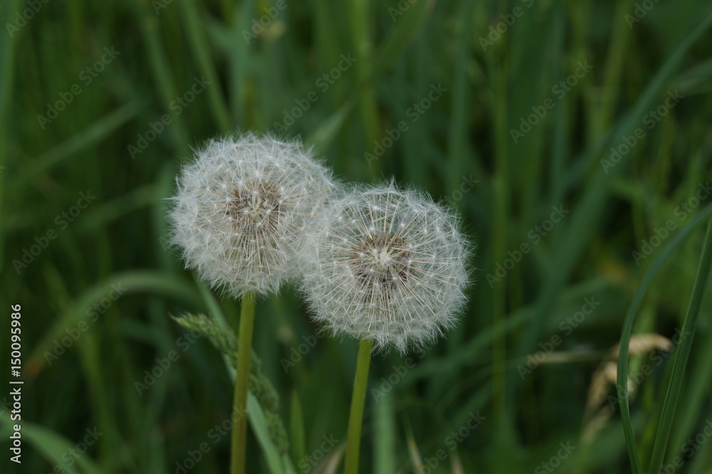 Pusteblumen Pusteblumen