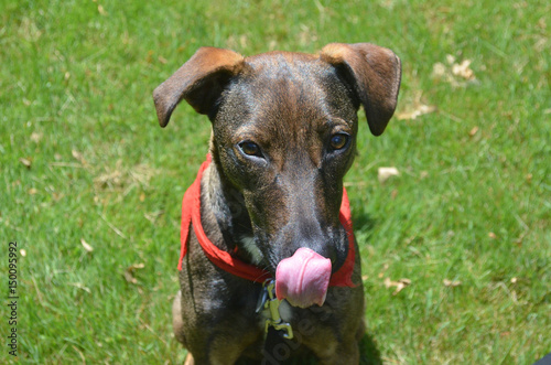 Sweet Faced Cunucu Dog Licking His Nose photo