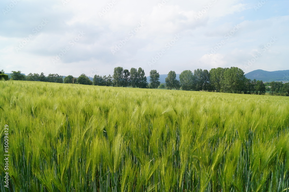 Fototapeta premium Gerstenfeld im Frühling