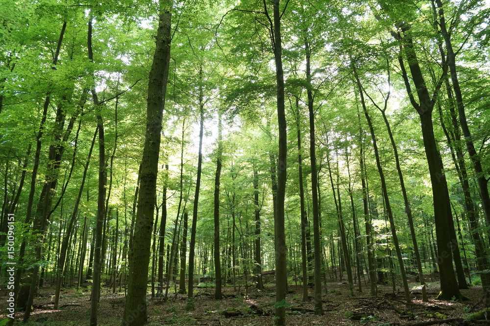 Wald im Sommer