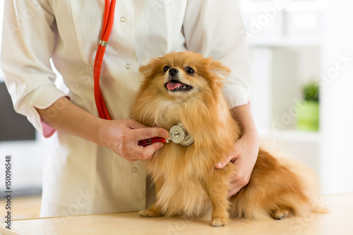 Fototapeta Naklejka Na Ścianę i Meble -  the vet examining the dog breeds Spitz with stethoscope in clinic