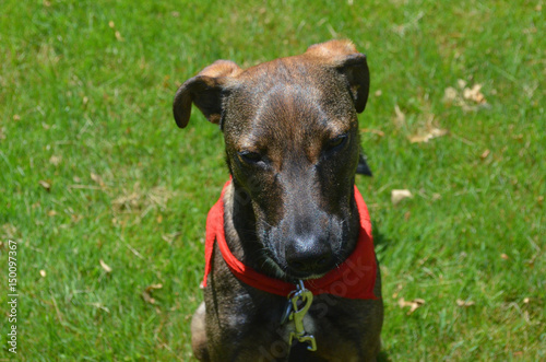 Sleepy Cunucu Dog in the Warm Sunshine photo