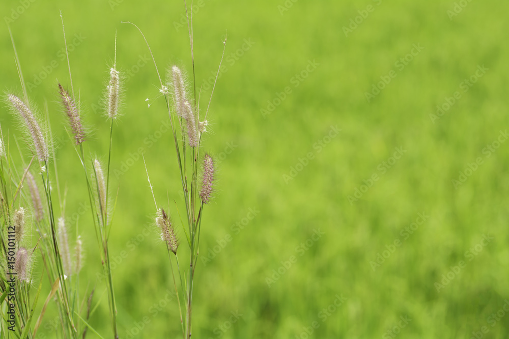 Flowers of grass on the background of fields of rural Thailand . Flowers of grass on the background of fields of rural Thailand .