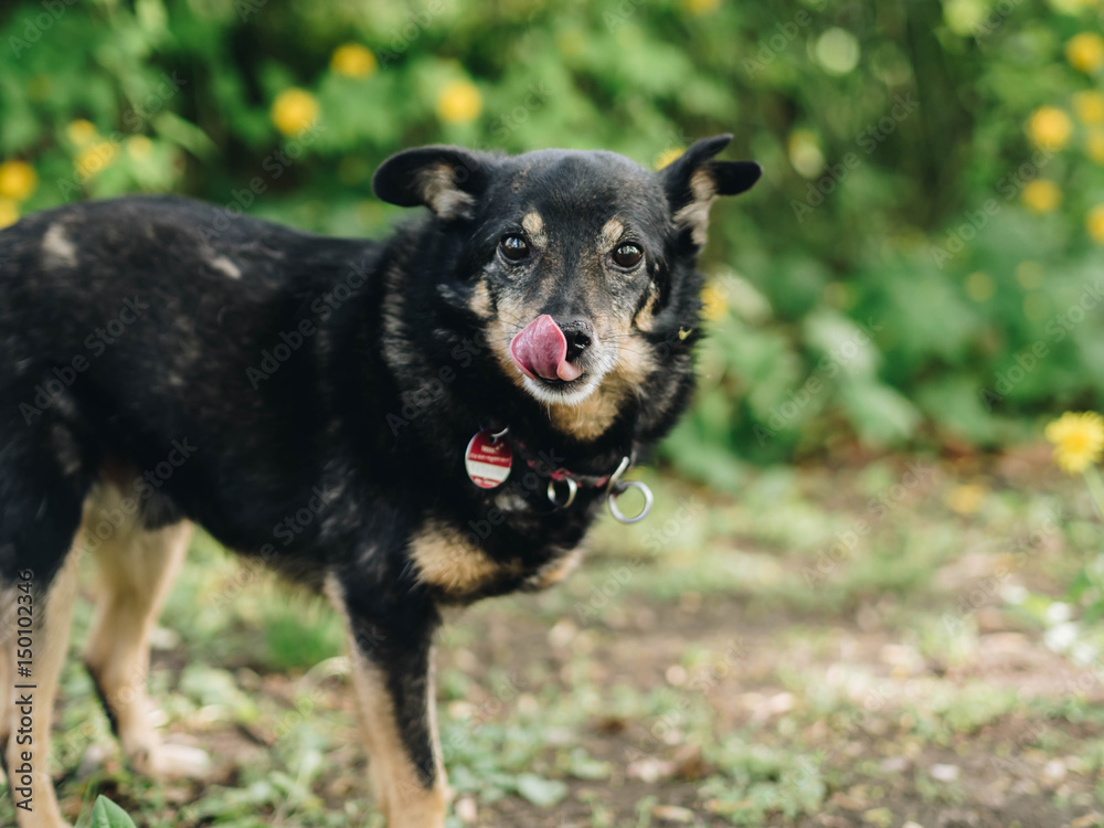 dog in springtime