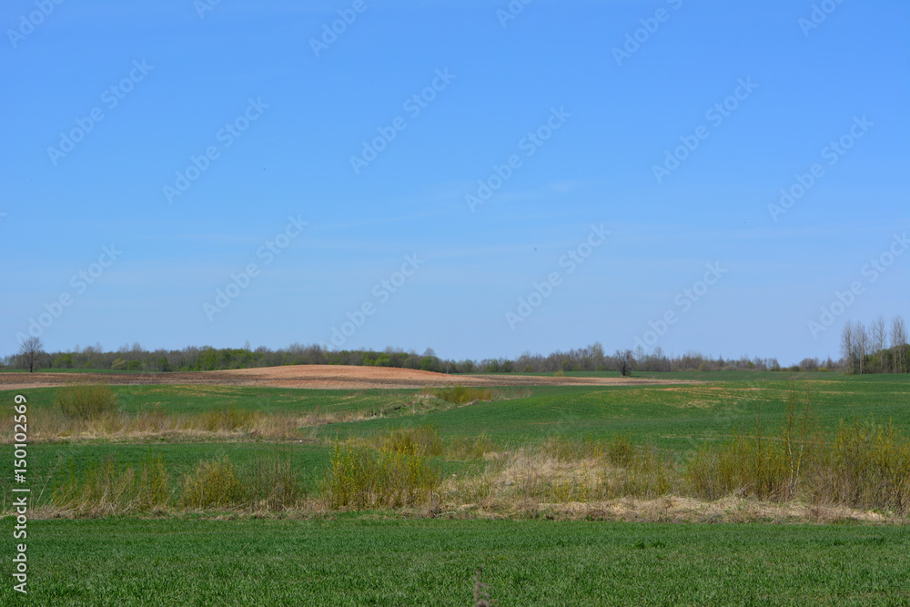 Beautiful spring horizontal landscape: field on blue sky background