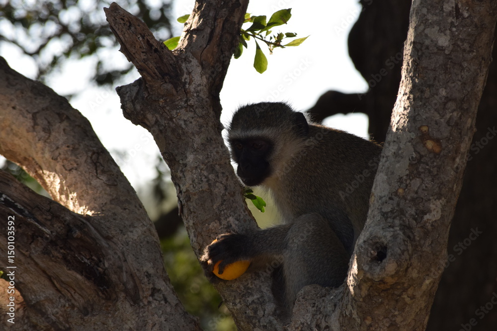 Obraz premium Monkey with fruit