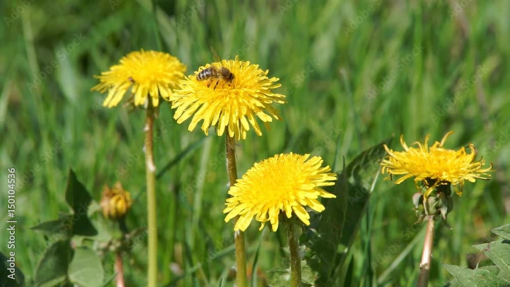 Bee Gathers Pollen Bee is collecting pollen from a dandeion Bee Gathers Pollen Bee is collecting pollen from a dandeion