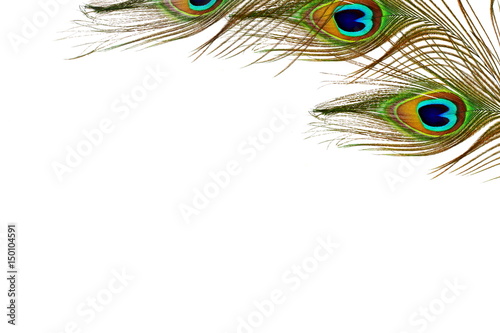 peacock feather texture in white background with text copy space