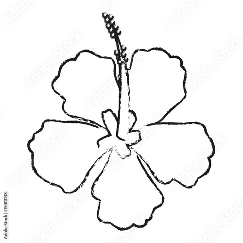 blurred silhouette image Chinese rose with trumpet shaped petals vector illustration