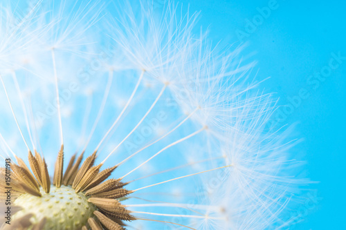 Dandelion abstract background. White blowball over blue sky