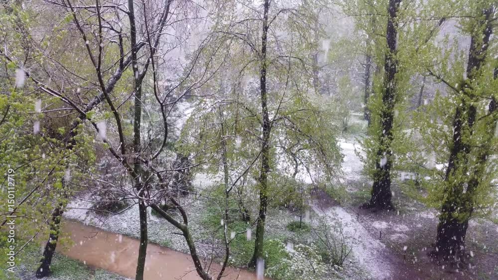 Snowfall with rain in the Moscow city park at the beginning of warm may Snowfall with rain in the Moscow city park at the beginning of warm may