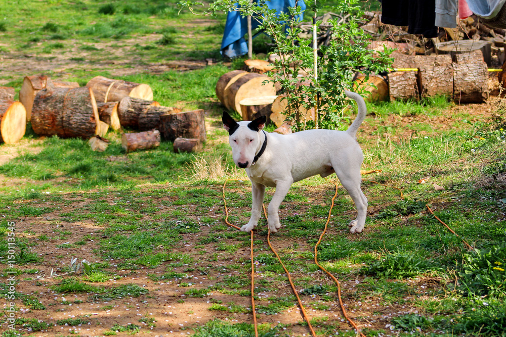 Bull Terrier walking in garden, white dog. A nice dog is playing on the garden.
