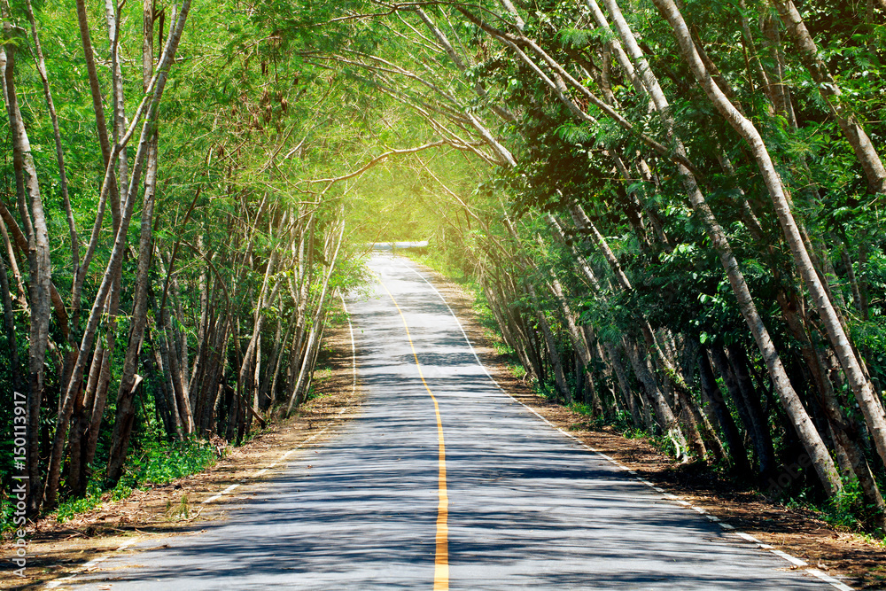 The mountain road is covered with trees in Tha Yang District, Phetchaburi Province, Thailand.