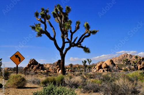 paysage de désert californien USA