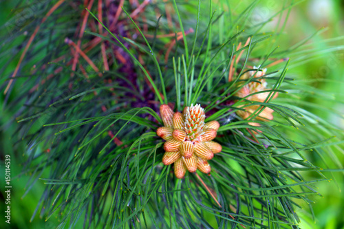 pine cone on green fir